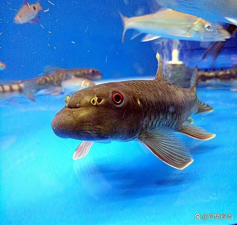 廣東的豬鼻子魚:廣東地區(qū)的“豬鼻子魚”特色淡水魚類特征包括廣東沿海記錄 龍魚論壇 第11張 廣東的豬鼻子魚:廣東地區(qū)的“豬鼻子魚”特色淡水魚類特征包括廣東沿海記錄 廣東的豬鼻子魚:廣東地區(qū)的“豬鼻子魚”特色淡水魚類特征包括廣東沿海記錄 龍魚論壇 第11張
