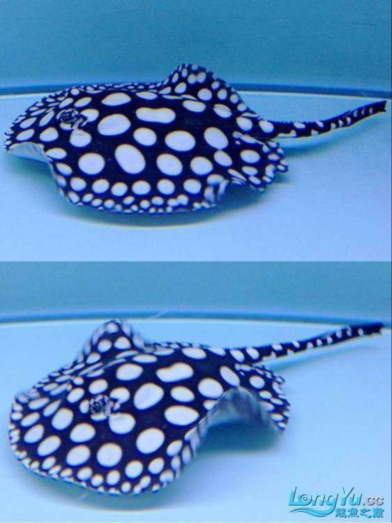 皇冠黑白魟魚論壇：皇冠黑白魟魚飼養全攻略