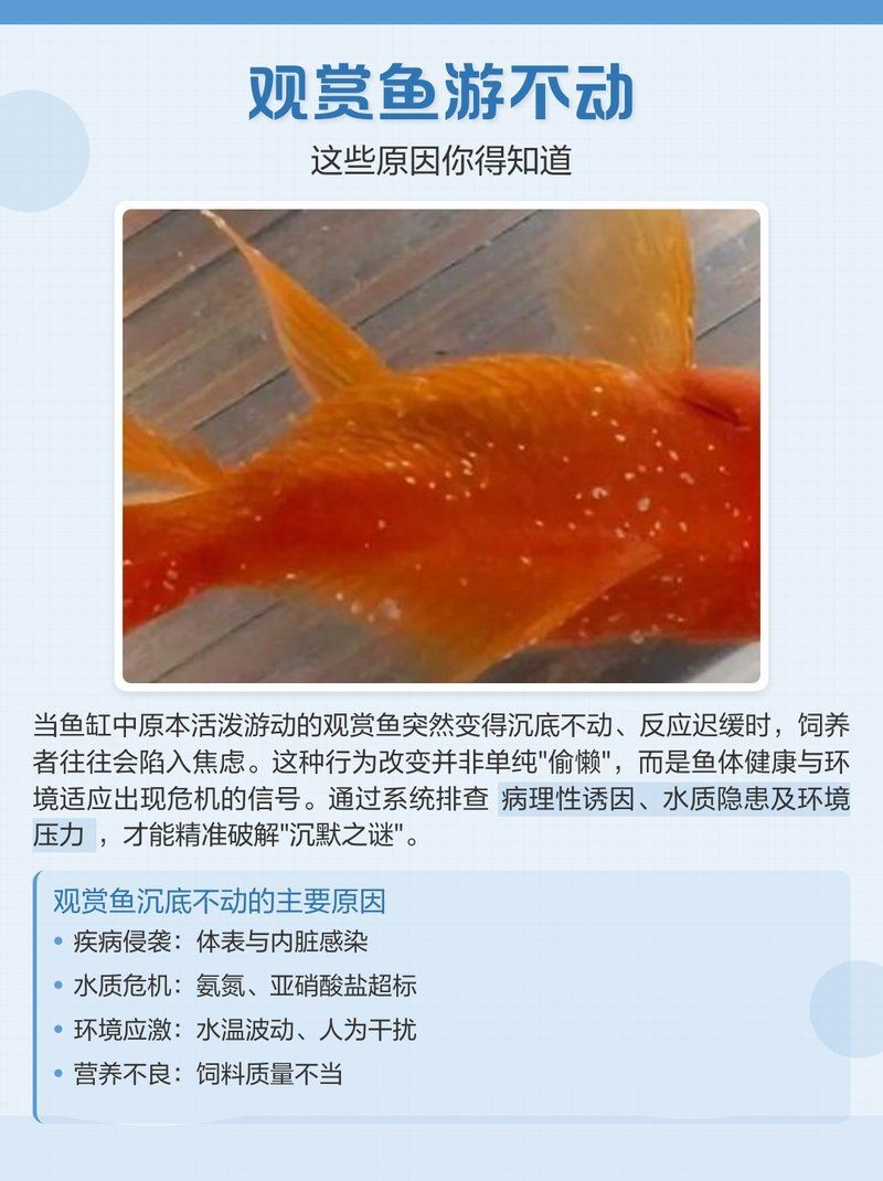 狗頭魚不動要警惕四種?。吼B殖狗頭魚的注意事項