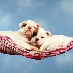狗頭魚不動要警惕四種病：養殖狗頭魚的注意事項
