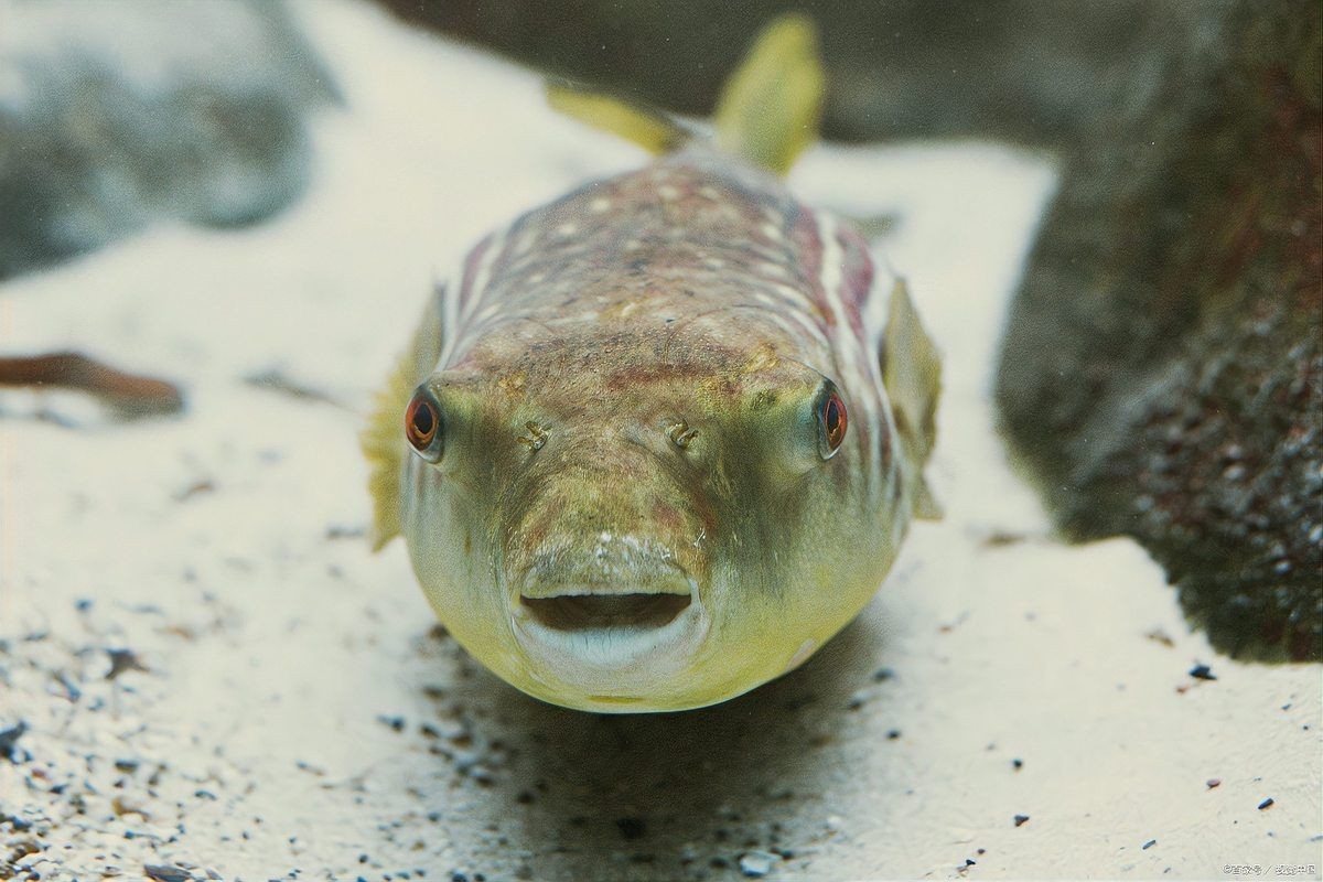 狗頭魚不動要警惕四種?。吼B殖狗頭魚的注意事項