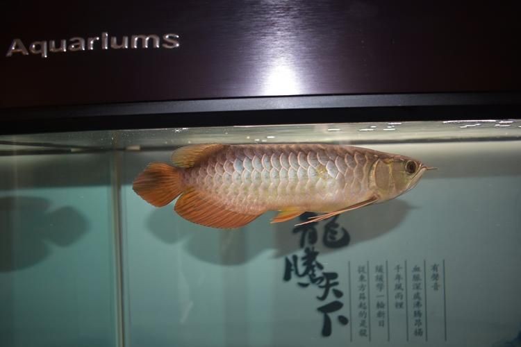 皇宮龍魚(yú)證書(shū)圖片：“皇宮龍魚(yú)”證書(shū)圖片