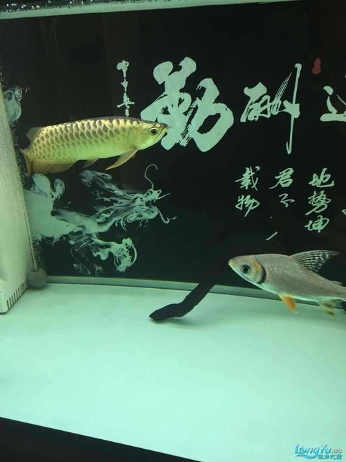 皇宮龍魚(yú)證書(shū)圖片：“皇宮龍魚(yú)”證書(shū)圖片
