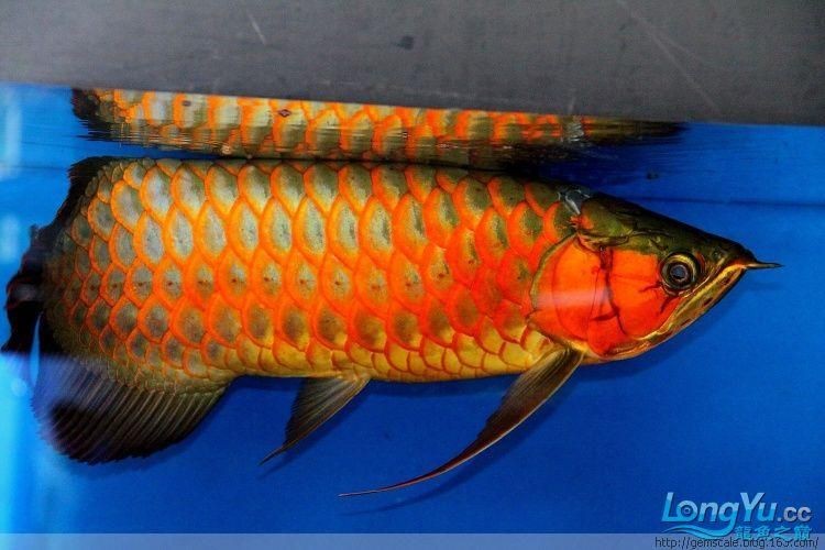 皇宮龍魚(yú)證書(shū)圖片：“皇宮龍魚(yú)”證書(shū)圖片