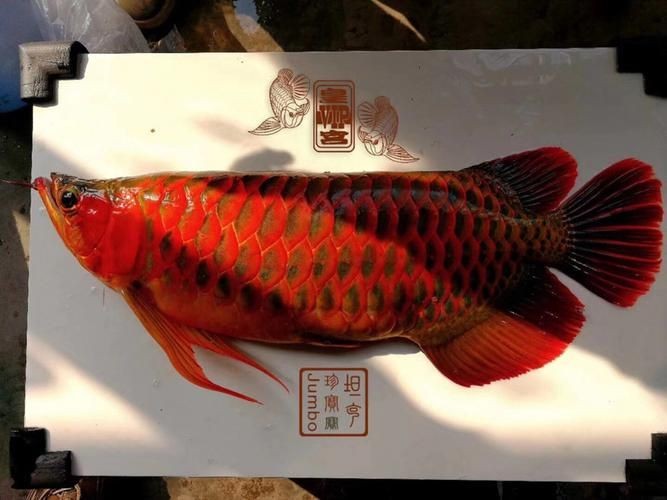 皇宮龍魚(yú)證書(shū)圖片：“皇宮龍魚(yú)”證書(shū)圖片