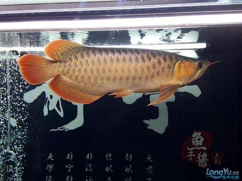 皇宮龍魚(yú)證書(shū)圖片：“皇宮龍魚(yú)”證書(shū)圖片