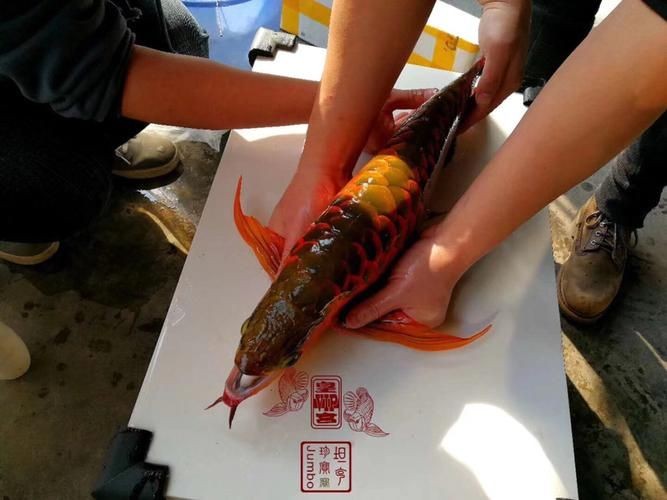 皇宮龍魚(yú)證書(shū)圖片：“皇宮龍魚(yú)”證書(shū)圖片