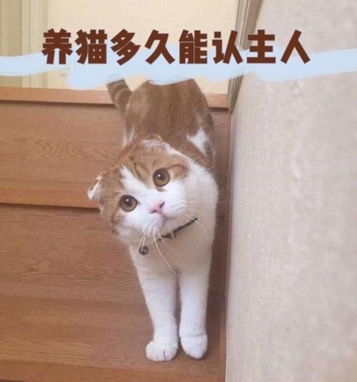 皇冠豹養(yǎng)多久認(rèn)主人：皇冠豹認(rèn)主所需時(shí)間 皇冠豹養(yǎng)多久認(rèn)主人：皇冠豹認(rèn)主所需時(shí)間 龍魚(yú)論壇 第1張