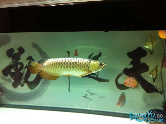 沈陽龍魚店:沈陽龍魚世界水族用品商店企查沈陽鼎甲龍魚貿(mào)易有限公司 全國水族館企業(yè)名錄 第7張 沈陽龍魚店:沈陽龍魚世界水族用品商店企查沈陽鼎甲龍魚貿(mào)易有限公司 沈陽龍魚店:沈陽龍魚世界水族用品商店企查沈陽鼎甲龍魚貿(mào)易有限公司 全國水族館企業(yè)名錄 第7張
