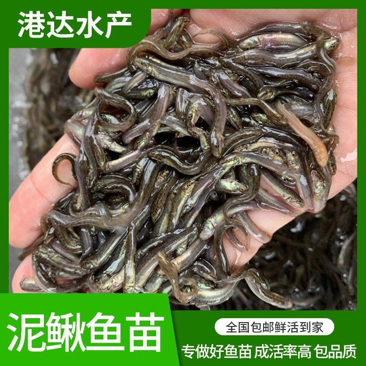 什么地方有賣泥鰍苗的：泥鰍苗批發價格-百度愛采購愛采購愛采購愛采購