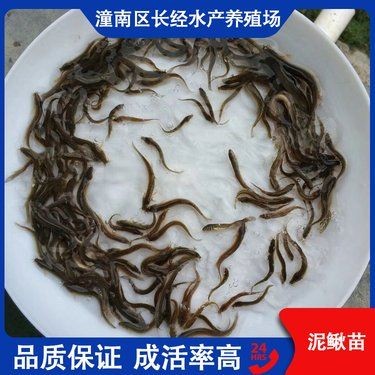 什么地方有賣泥鰍苗的：泥鰍苗批發價格-百度愛采購愛采購愛采購愛采購