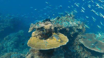 火箭魚是什么品種：各類火箭魚的生物學特征
