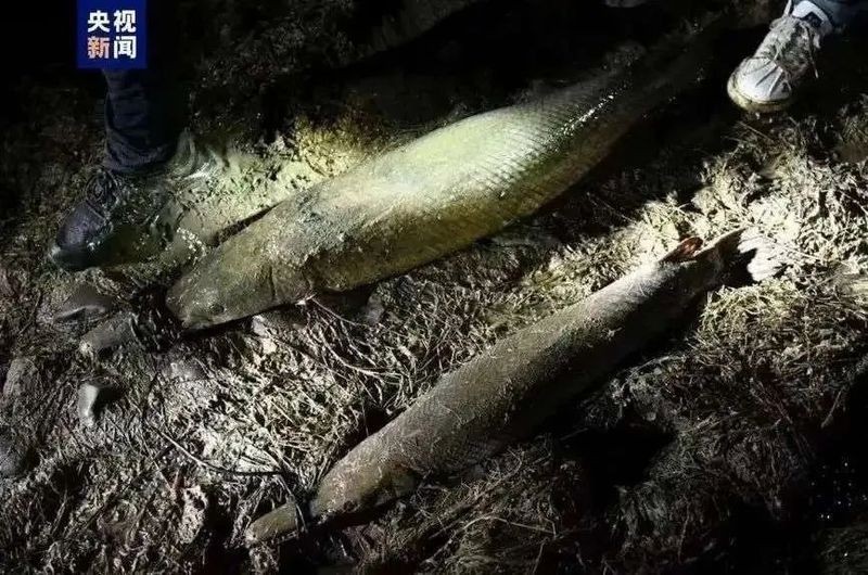 火箭魚是什么品種：各類火箭魚的生物學特征