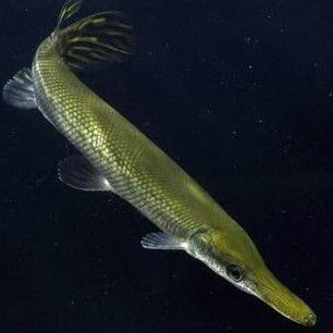 火箭魚是什么品種：各類火箭魚的生物學特征