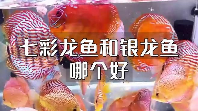 七彩龍魚和銀龍的區別：七彩銀龍魚和銀龍有什么區別