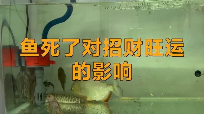 紅龍魚鱗片底色發黃如何改善？，如何判斷紅龍魚是否健康？ 紅龍魚鱗片底色發黃如何改善？，如何判斷紅龍魚是否健康？ 龍魚百科 第2張