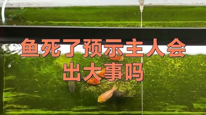家養(yǎng)龍魚(yú)死了是兇是吉：《家養(yǎng)龍魚(yú)死了是兇是吉》家養(yǎng)龍魚(yú)死了是兇是吉