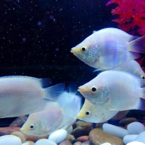昆明水族館：昆明旅游攻略之昆明水族館 昆明水族館：昆明旅游攻略之昆明水族館 全國水族館企業名錄 第1張