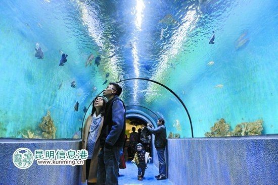 昆明水族館：昆明旅游攻略之昆明水族館 昆明水族館：昆明旅游攻略之昆明水族館 全國水族館企業名錄 第7張