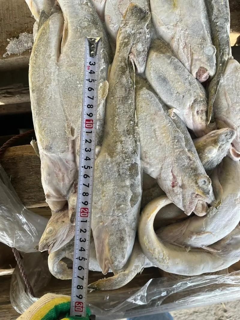 高背金龍魚是什么意思圖片大全視頻高背金龍魚是什么意思圖片大全，高背金龍魚是什么意思 高背金龍魚是什么意思圖片大全視頻高背金龍魚是什么意思圖片大全，高背金龍魚是什么意思 觀賞魚百科 第1張
