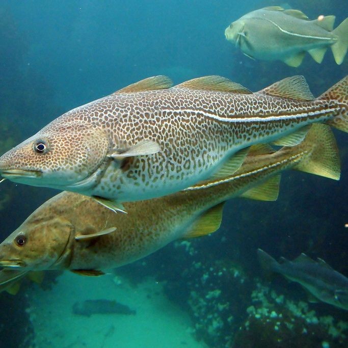 各種血魚圖片：大西洋鱈魚如何分辨鱈魚的真假,別再被名字忽悠了