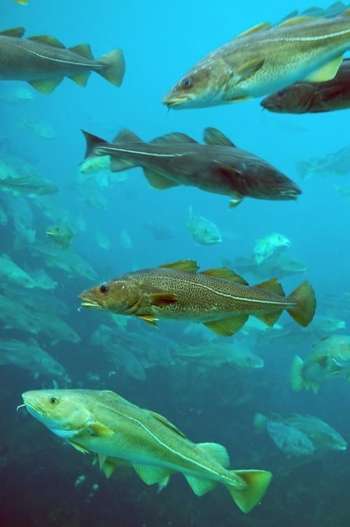 各種血魚圖片：大西洋鱈魚如何分辨鱈魚的真假,別再被名字忽悠了