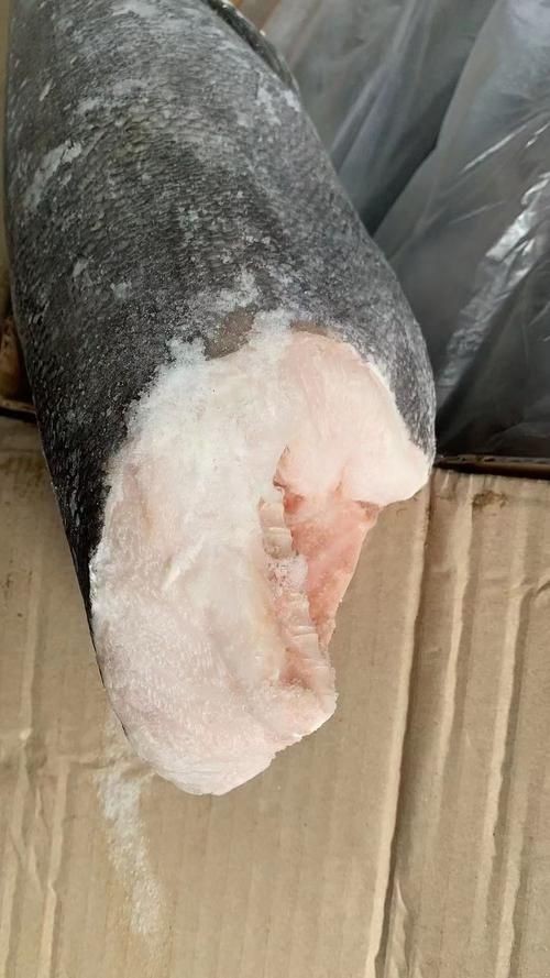 各種血魚圖片：大西洋鱈魚如何分辨鱈魚的真假,別再被名字忽悠了