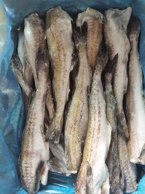 各種血魚圖片：大西洋鱈魚如何分辨鱈魚的真假,別再被名字忽悠了