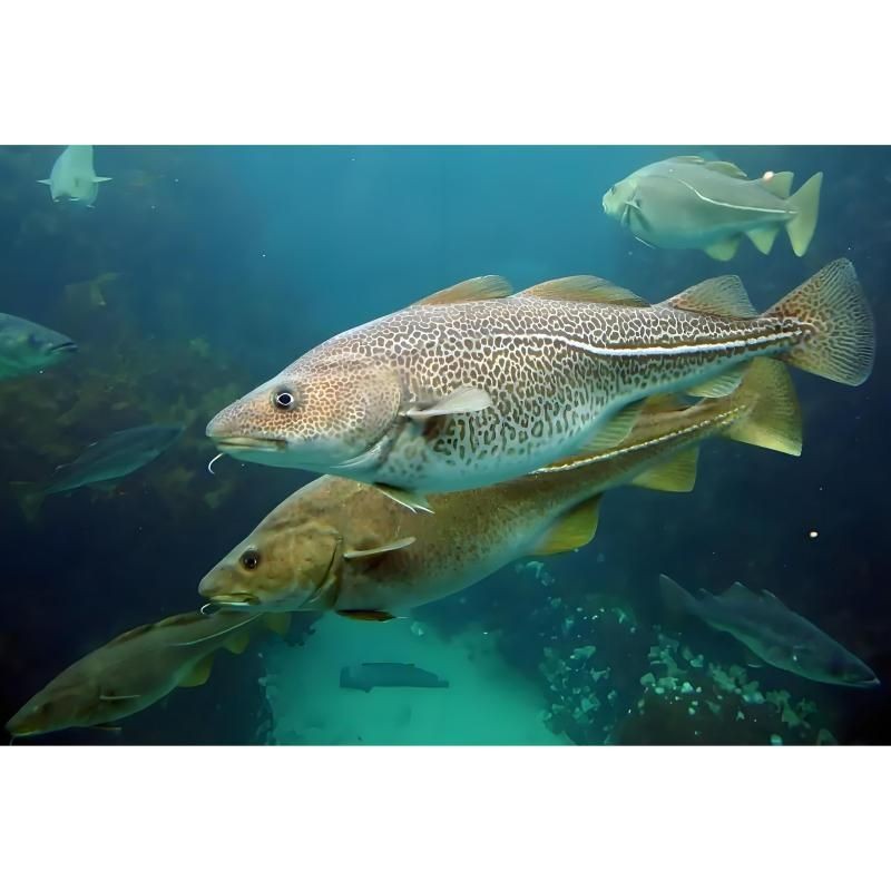 各種血魚圖片：大西洋鱈魚如何分辨鱈魚的真假,別再被名字忽悠了