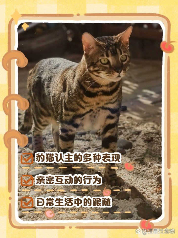 皇冠豹一生認(rèn)幾個(gè)主人：呆萌二狗寫(xiě)日記“比狗還忠誠(chéng)”的5種貓一生只認(rèn)一個(gè)主人