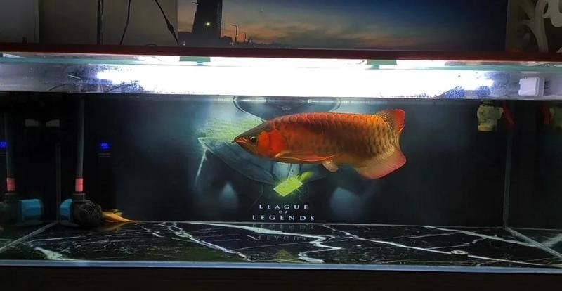 各種魚(yú)缸大全：新手入門(mén)魚(yú)缸大全，適合養(yǎng)魚(yú)者的魚(yú)缸類型及選購(gòu)建議