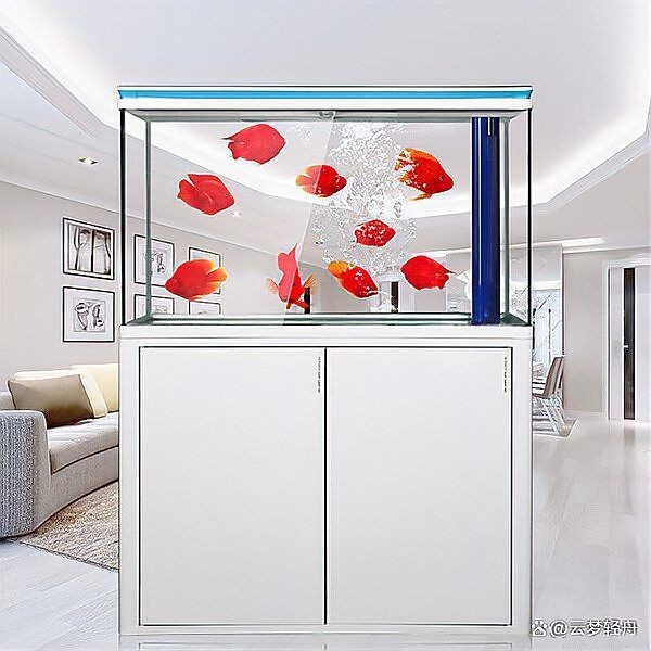 各種魚缸大全：新手入門魚缸大全，適合養(yǎng)魚者的魚缸類型及選購建議