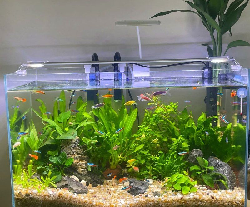 各種魚(yú)缸大全：新手入門(mén)魚(yú)缸大全，適合養(yǎng)魚(yú)者的魚(yú)缸類型及選購(gòu)建議