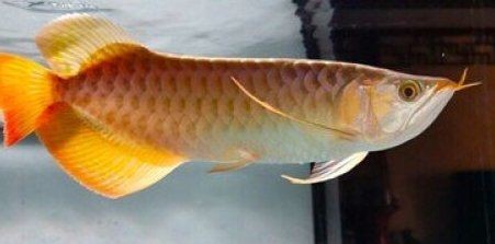 和興龍魚一斤大概多少錢：和興龍魚價格究竟多親<strong><mark>民和</mark></strong>興龍魚有哪些品種