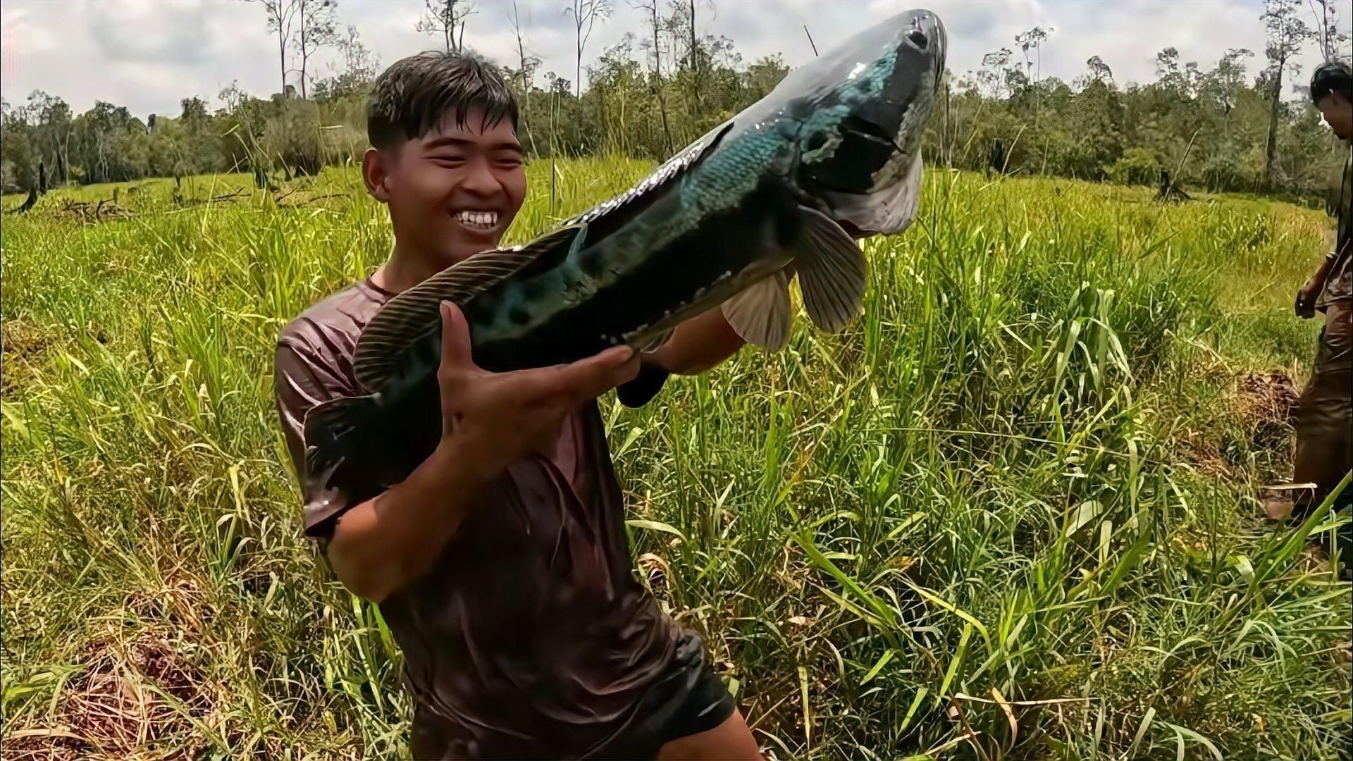 抓雷龍魚視頻：《抓雷龍魚視頻》捕撈實錄與分析 抓雷龍魚視頻：《抓雷龍魚視頻》捕撈實錄與分析 龍魚百科 第1張