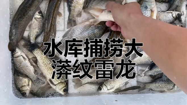抓雷龍魚視頻：《抓雷龍魚視頻》捕撈實錄與分析 抓雷龍魚視頻：《抓雷龍魚視頻》捕撈實錄與分析 龍魚百科 第3張