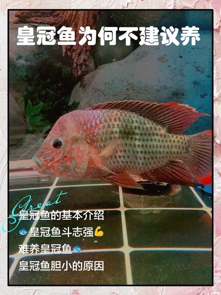 皇冠三間魚適合家里養嗎：皇冠三間魚的市場價格是多少