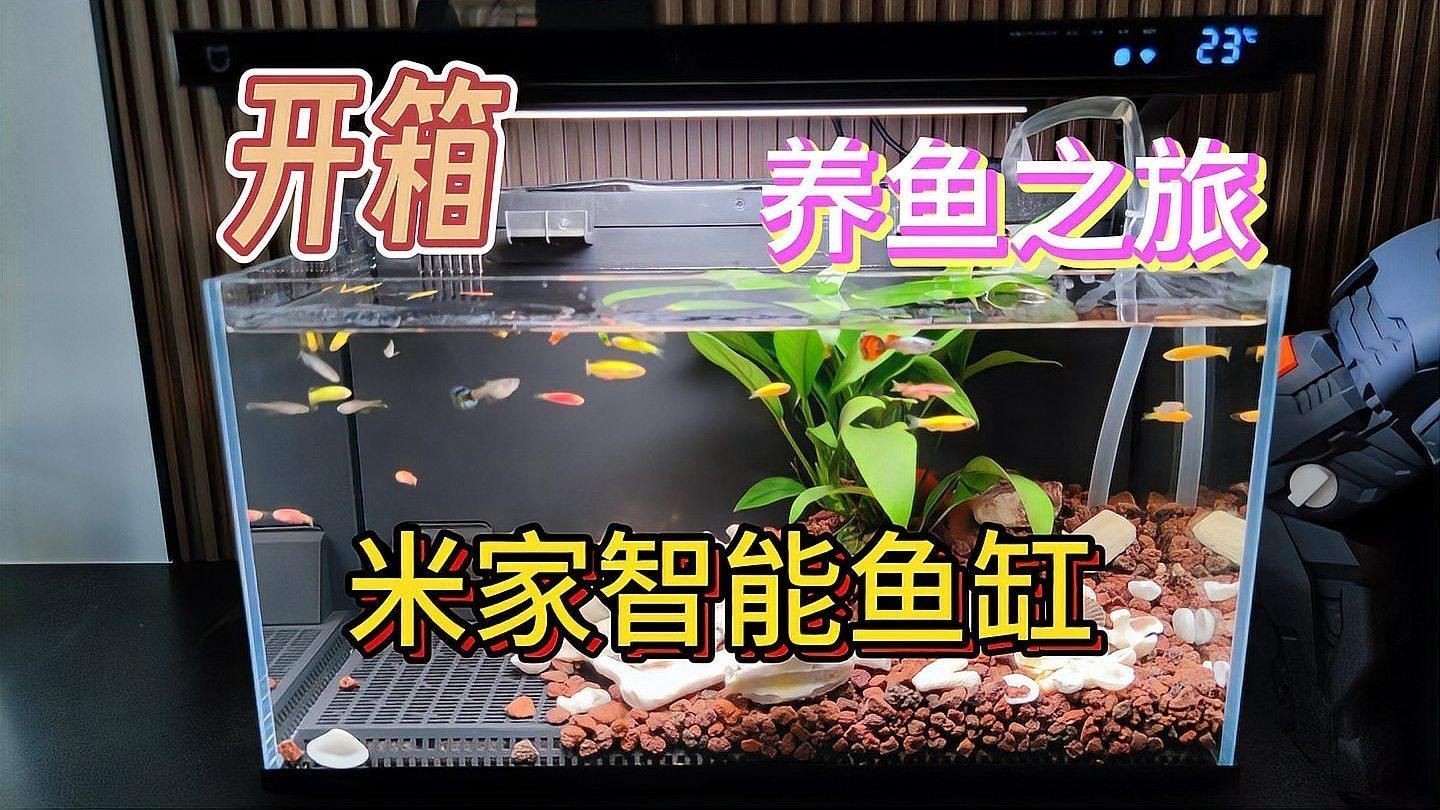 買智能魚缸的十大忠告：買智能魚缸的十大忠告小米智能魚缸二代怎么選