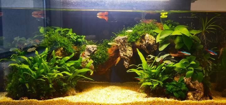 買智能魚缸的十大忠告：買智能魚缸的十大忠告小米智能魚缸二代怎么選