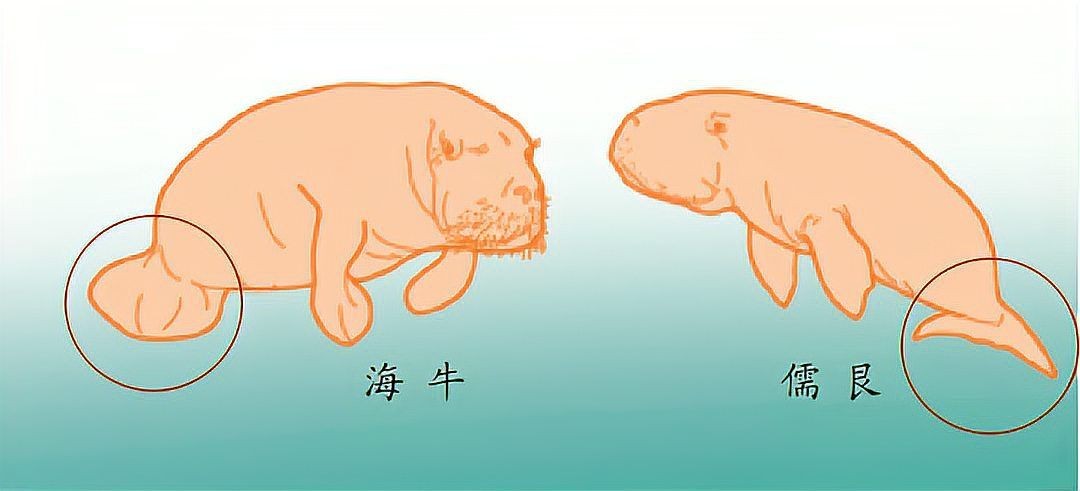 海牛和儒艮：海牛與儒艮