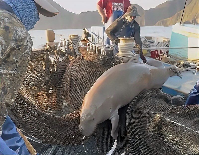 海牛和儒艮：海牛與儒艮