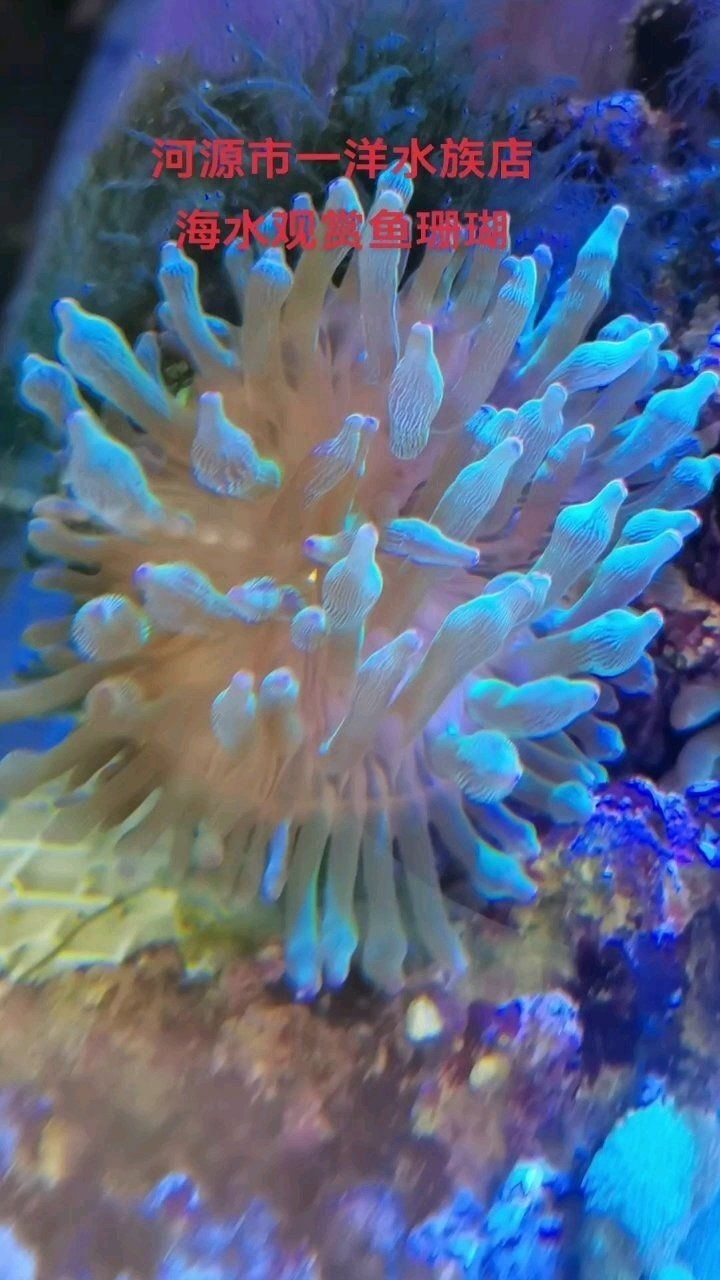 河源水族店：河源萬綠湖漁業(yè)企業(yè)河源水族店