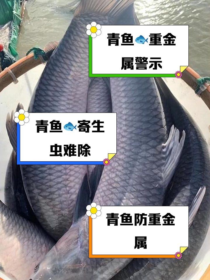 海青魚盡量少吃的原因：醫生:注意這幾點,保護身體健康,醫學科普匯