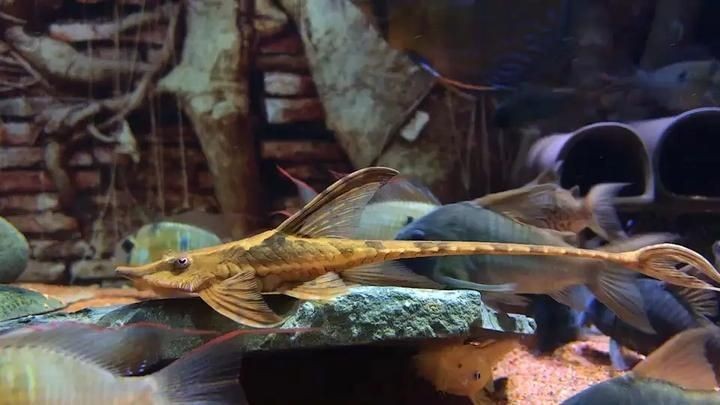 皇冠三間魚養幾條好:皇冠三間魚的最佳混養伙伴有哪些皇冠三間魚的最佳混養伙伴 龍魚論壇 第7張 皇冠三間魚養幾條好:皇冠三間魚的最佳混養伙伴有哪些皇冠三間魚的最佳混養伙伴 皇冠三間魚養幾條好:皇冠三間魚的最佳混養伙伴有哪些皇冠三間魚的最佳混養伙伴 龍魚論壇 第7張