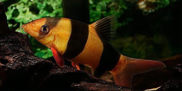 皇冠三間魚養幾條好:皇冠三間魚的最佳混養伙伴有哪些皇冠三間魚的最佳混養伙伴 龍魚論壇 第6張 皇冠三間魚養幾條好:皇冠三間魚的最佳混養伙伴有哪些皇冠三間魚的最佳混養伙伴 皇冠三間魚養幾條好:皇冠三間魚的最佳混養伙伴有哪些皇冠三間魚的最佳混養伙伴 龍魚論壇 第6張