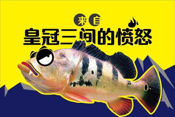皇冠三間魚養幾條好:皇冠三間魚的最佳混養伙伴有哪些皇冠三間魚的最佳混養伙伴 龍魚論壇 第3張 皇冠三間魚養幾條好:皇冠三間魚的最佳混養伙伴有哪些皇冠三間魚的最佳混養伙伴 皇冠三間魚養幾條好:皇冠三間魚的最佳混養伙伴有哪些皇冠三間魚的最佳混養伙伴 龍魚論壇 第3張