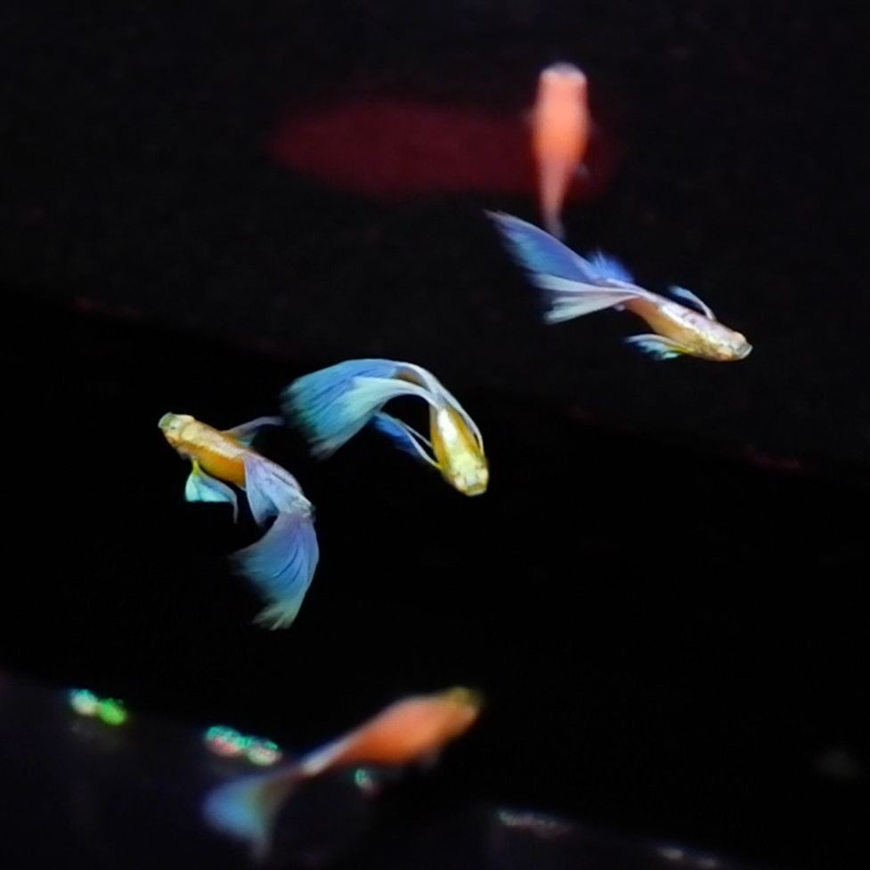 皇冠三間魚養幾條好:皇冠三間魚的最佳混養伙伴有哪些皇冠三間魚的最佳混養伙伴 龍魚論壇 第15張 皇冠三間魚養幾條好:皇冠三間魚的最佳混養伙伴有哪些皇冠三間魚的最佳混養伙伴 皇冠三間魚養幾條好:皇冠三間魚的最佳混養伙伴有哪些皇冠三間魚的最佳混養伙伴 龍魚論壇 第15張
