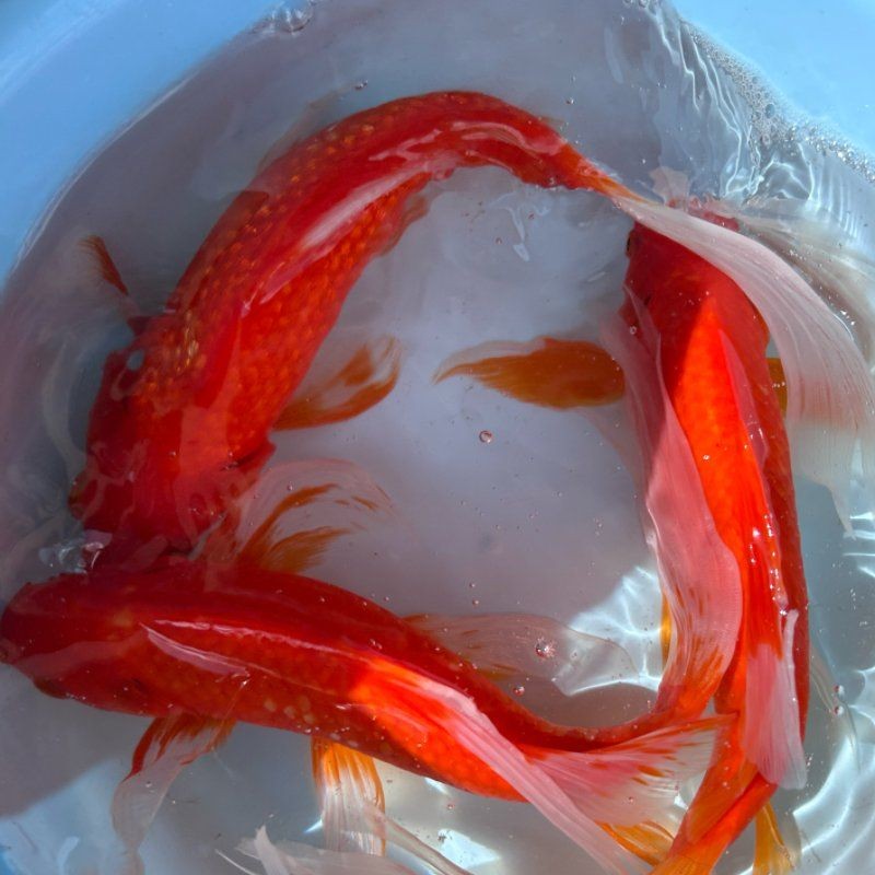 景德鎮魚缸店：北京景德鎮陶瓷魚缸養魚盆桌面擺件太治愈了淘寶網