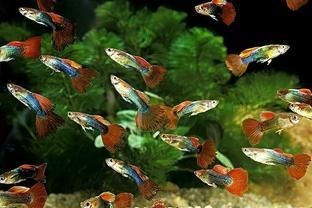 火焰孔雀魚和孔雀魚區(qū)別：火焰孔雀魚與普通孔雀魚哪個更難飼養(yǎng)火焰孔雀魚與普通孔雀魚的區(qū)別