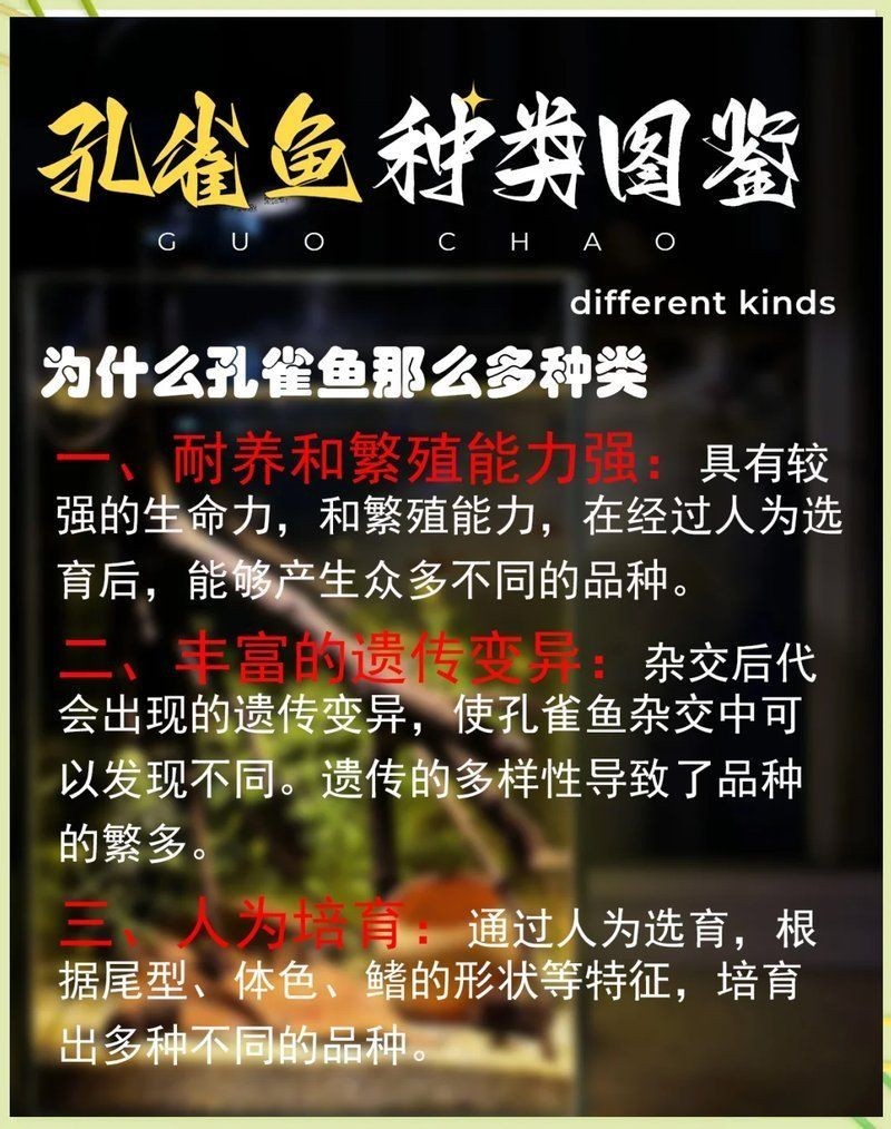 火焰孔雀魚和孔雀魚區(qū)別：火焰孔雀魚與普通孔雀魚哪個更難飼養(yǎng)火焰孔雀魚與普通孔雀魚的區(qū)別